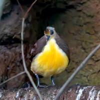 Golden heart dove