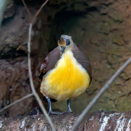 Golden heart dove