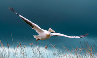 Great white pelican, flying