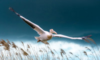 Great white pelican, flying