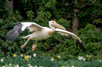 Great white pelican, flying