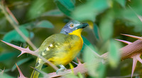 Grey headed bush shrike