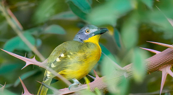 Grey headed bush shrike