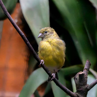 Hooded siskin