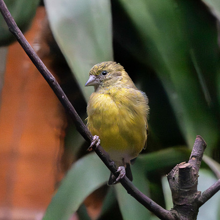 Hooded siskin, female