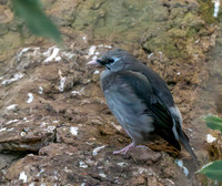 Hypocolius