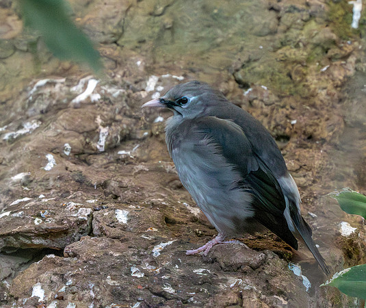 Hypocolius
