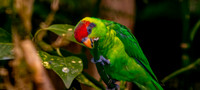 Iris Lorikeet