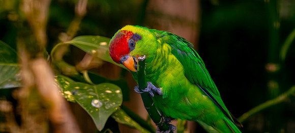 Iris Lorikeet
