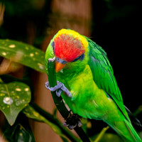 Iris Lorikeet