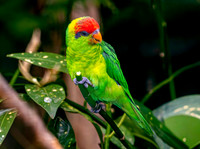 Iris Lorikeet