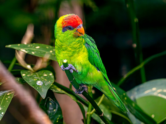 Iris Lorikeet