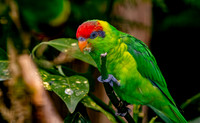 Iris Lorikeet