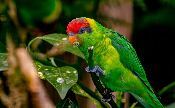 Iris Lorikeet