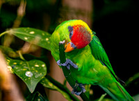 Iris Lorikeet