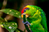 Iris Lorikeet