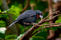 Lesser Antillean bullfinch