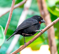 Lesser Antillean bullfinch