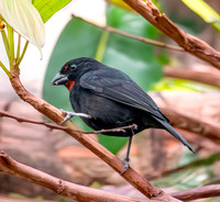 Lesser Antillean bullfinch
