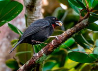 Lesser Antillean bullfinch