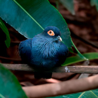 Madagascar blue pigeon