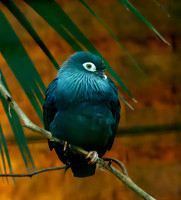 Madagascar blue pigeon