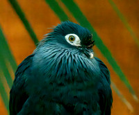 Madagascar blue pigeon