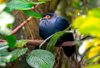 Madagascar blue pigeon
