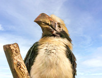 Mindanao tarictic hornbill