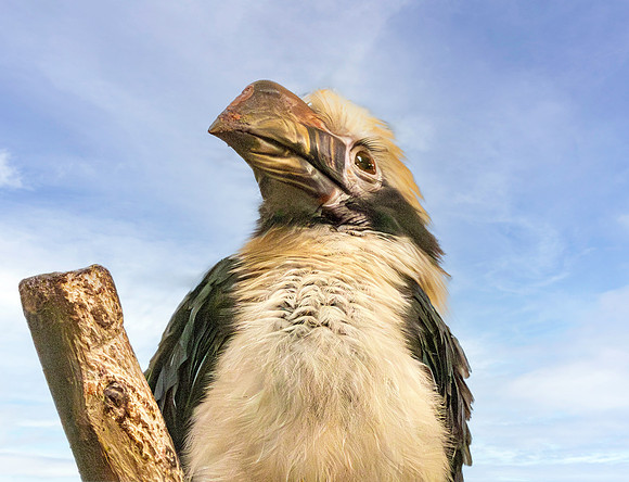 Mindanao tarictic hornbill