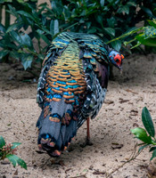 Ocellated turkey