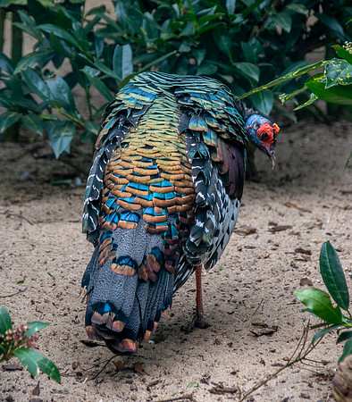 Ocellated turkey