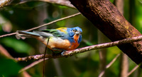 Painted bunting, male
