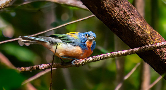 Painted bunting, male