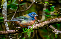 Painted bunting