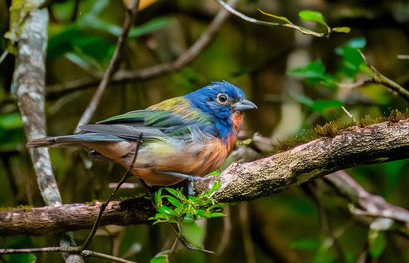 Painted bunting, male