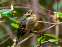 Painted bunting, female