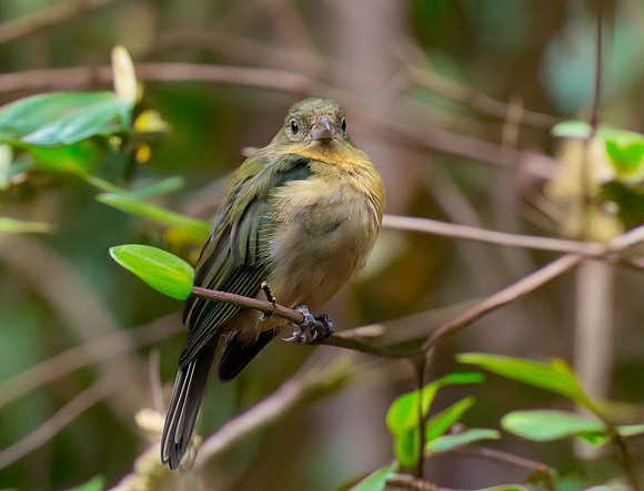Painted bunting, female