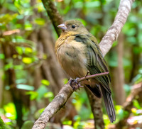 Painted bunting, female