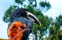 Pale billed aracari