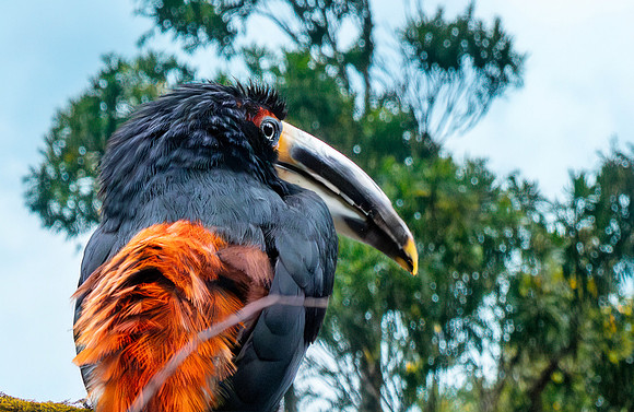 Pale billed aracari