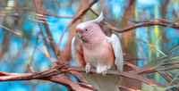 Pink cockatoo