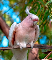 Pink cockatoo