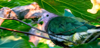 Pink headed fruit dove