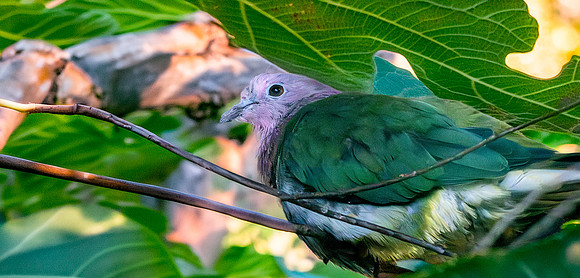 Pink headed fruit dove