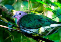 Pink headed fruit dove