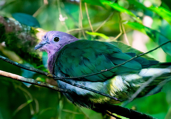Pink headed fruit dove
