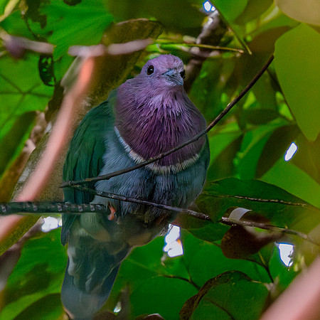 Pink headed fruit dove