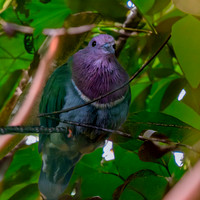 Pink headed fruit dove