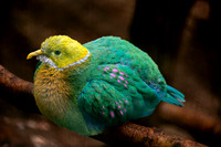 Pink spotted fruit dove